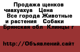 Продажа щенков чиахуахуа › Цена ­ 12 000 - Все города Животные и растения » Собаки   . Брянская обл.,Клинцы г.